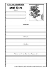 Pflanzensteckbrief-Stiel-Eiche-SW.pdf